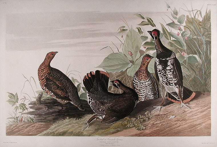 Item #2937 Spotted or Canada Grouse from The Birds of America. John James AUDUBON.
