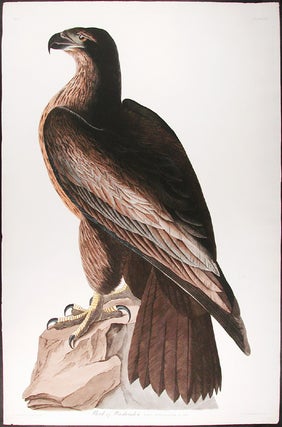 Item #3644 Bird of Washington. Falco Washingtonii. Aud. Male. John James AUDUBON