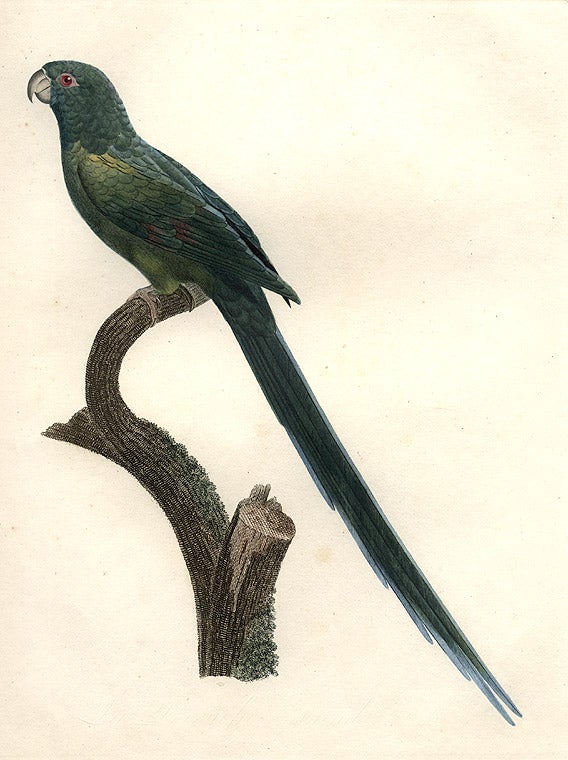 Item #3900 [Perruche sincialo (Ring-necked Parakeet [Psitticula krameri manillensis, female])]. Jacques BARRABAND, 1767/.