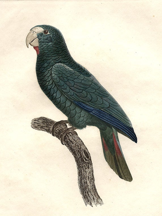 Item #3901 [Perroquet à face rouge male (Hispaniolan Amazon [Amazona ventralis])]. Jacques BARRABAND.