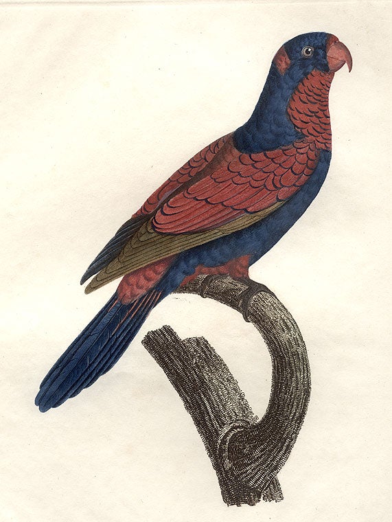 Item #3905 [Le Lori Perruche violet et rouge (Red and Blue Lory [Eos histrio])]. Jacques BARRABAND, 1767/.