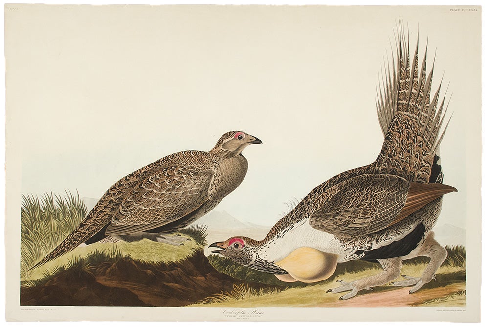 Item #4358 Cock of the Plains [Sage Grouse] from The Birds of America. John James AUDUBON.