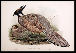 Item #5568 [Darwin's Pucras Pheasant] Pucrasia darwini. John GOULD