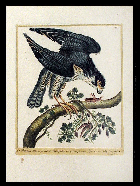 Item #5617 Le Faucon Pélerin femelle [Peregrin Falcon]. Maddalena BOUCHARD.