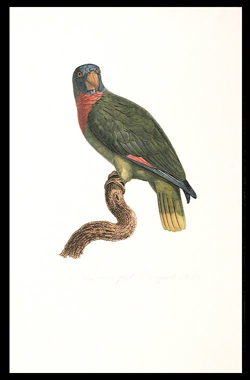 Item #6445 [Le Perroquet Bouquet (Red-necked Amazon [Amazona arausiaca])]. Jacques BARRABAND, 1767/.