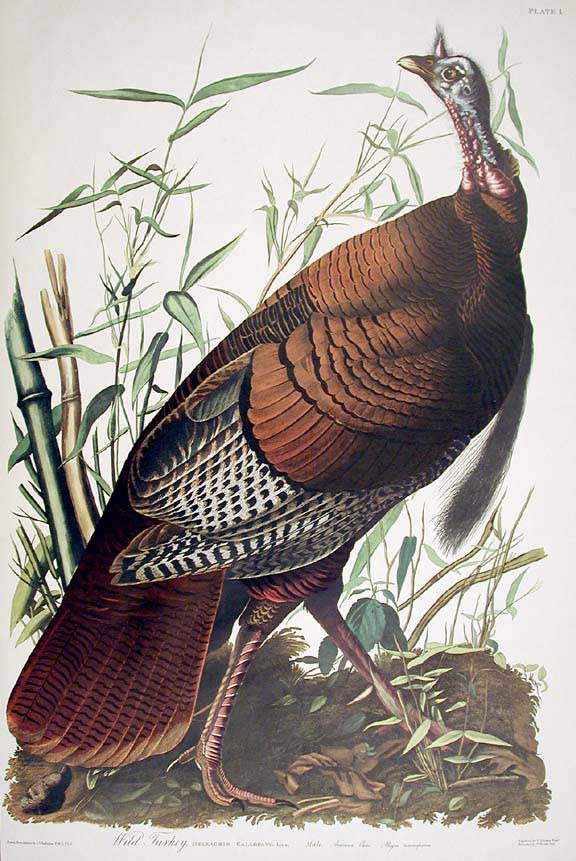 Item #7292 Wild Turkey, Male. From "The Birds of America" (Amsterdam Edition). John James AUDUBON.