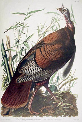 Item #7292 Wild Turkey, Male. From "The Birds of America" (Amsterdam Edition). John...