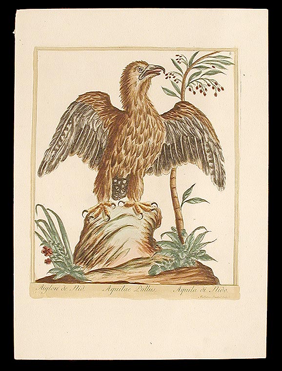 Item #7300 Aiglon de Nid [Nesting Eagle]. Maddalena BOUCHARD.