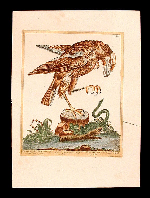 Item #7302 Faucon coleur de marron avec un grand bec aquilin [Chestnut-coloured Falcon with long beak]. Maddalena BOUCHARD.