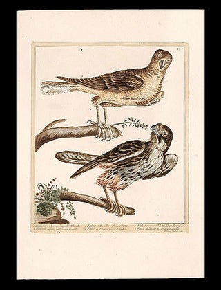 Item #7309 Faucon vulgairem appellé Albanelle [Reddish Albanella Falcon]; Faucon appellé en...
