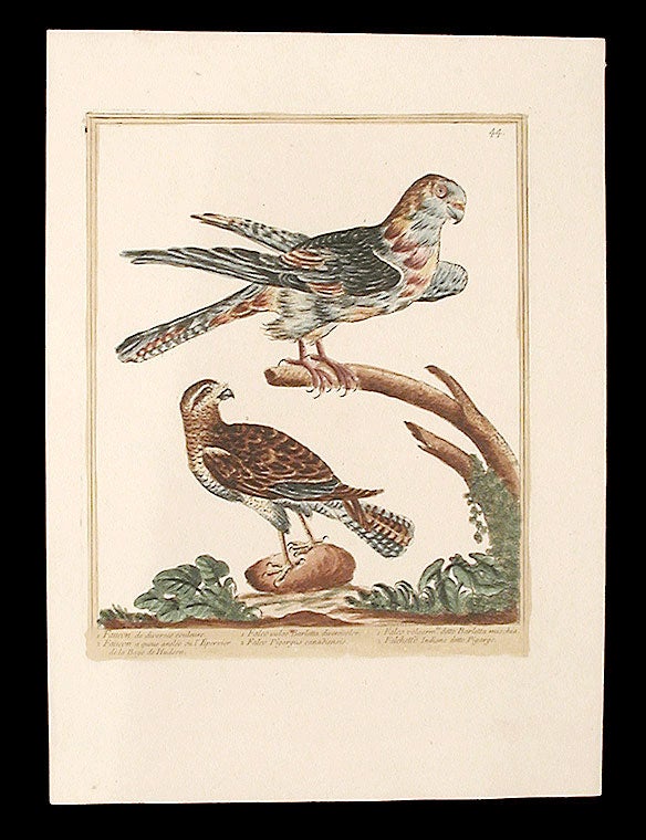 Item #7310 Faucon de diverses couleurs [Multi-coloured Falcon]; Faucon a queue anelée ou l'Epervier de la Baye de Hudson [Canadian Falcon]. Maddalena BOUCHARD.