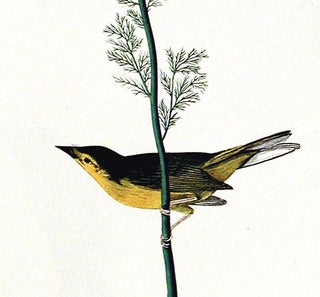 Selby's Flycatcher. From "The Birds of America" (Amsterdam Edition)
