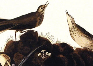Brown Titlark. From "The Birds of America" (Amsterdam Edition)