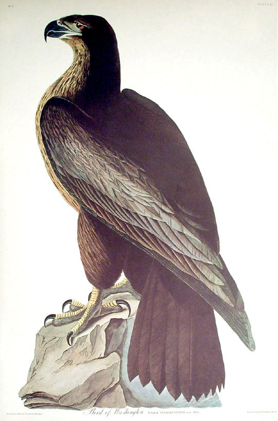 Item #7324 Bird of Washington. From "The Birds of America" (Amsterdam Edition). John James AUDUBON.