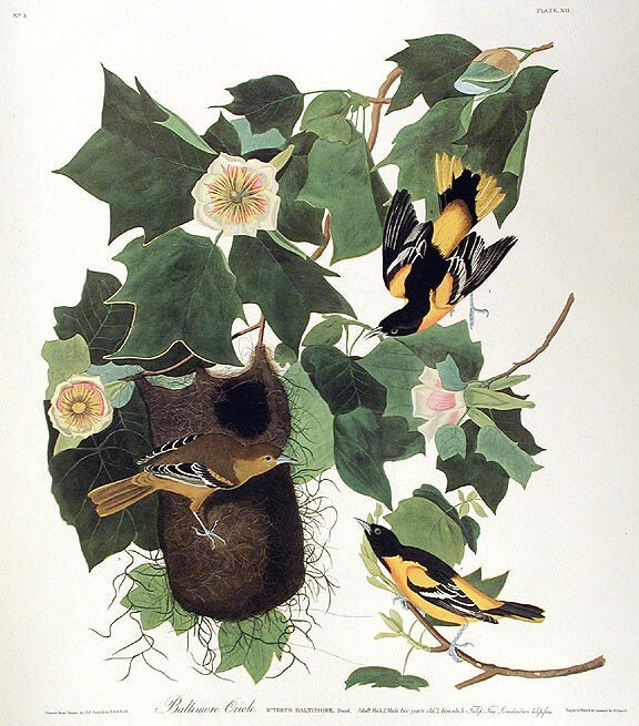 Item #7325 Baltimore Oriole. From "The Birds of America" (Amsterdam Edition). John James AUDUBON.