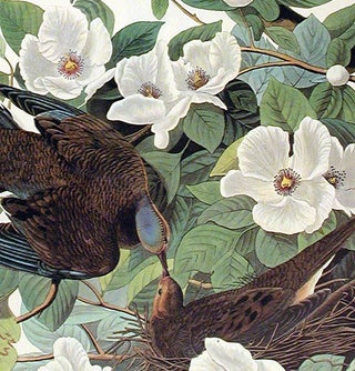 Carolina Turtle Dove. From "The Birds of America" (Amsterdam Edition)