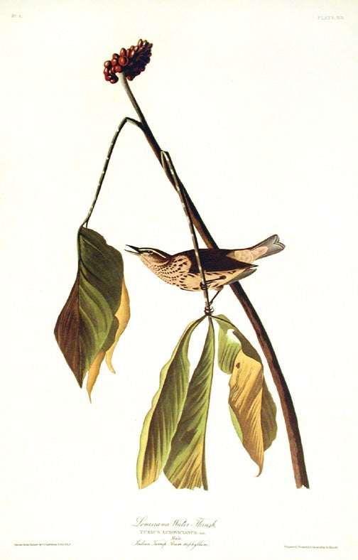 Item #7332 Louisiana Water Thrush. From "The Birds of America" (Amsterdam Edition). John James AUDUBON.