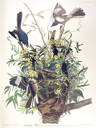 Item #7334 Mocking Bird. From "The Birds of America" (Amsterdam Edition). John James...