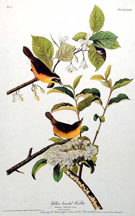 Item #7336 Yellow-breasted Warbler. From "The Birds of America" (Amsterdam Edition). John James...