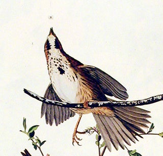 Song Sparrow. From "The Birds of America" (Amsterdam Edition)