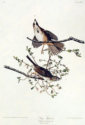 Item #7338 Song Sparrow. From "The Birds of America" (Amsterdam Edition). John James AUDUBON