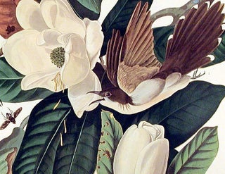 Black-billed Cuckoo. From "The Birds of America" (Amsterdam Edition)