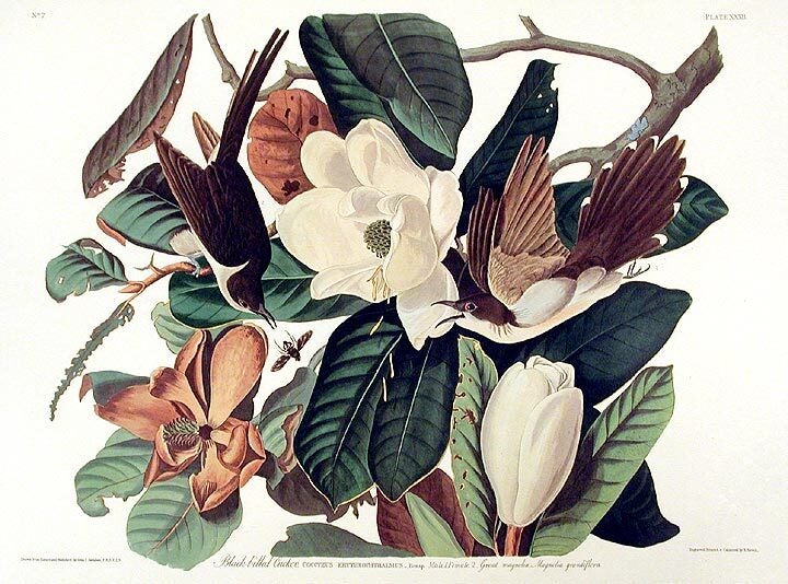 Black-billed Cuckoo. From The Birds of America Amsterdam Edition