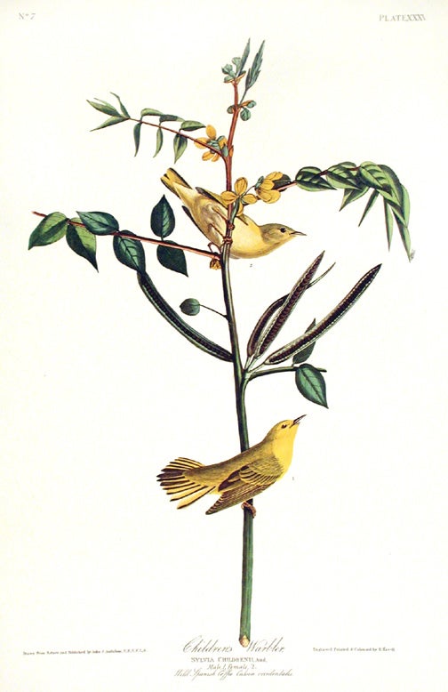 Item #7350 Children’s Warbler. From "The Birds of America" (Amsterdam Edition). John James AUDUBON.