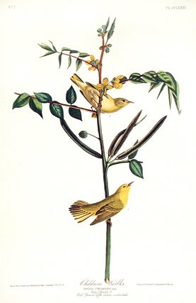 Item #7350 Children’s Warbler. From "The Birds of America" (Amsterdam Edition). John James AUDUBON