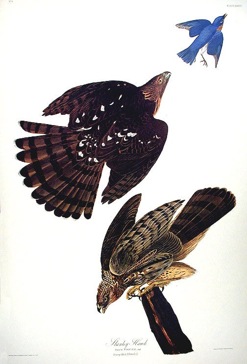 Item #7351 Stanley Hawk. From "The Birds of America" (Amsterdam Edition). John James AUDUBON.
