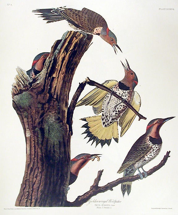 Item #7352 Golden-winged Woodpecker. From "The Birds of America" (Amsterdam Edition). John James AUDUBON.