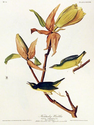 Item #7354 Kentucky Warbler. From "The Birds of America" (Amsterdam Edition). John...