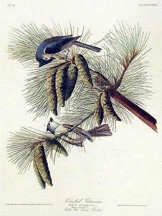 Item #7355 Crested Titmouse. From "The Birds of America" (Amsterdam Edition). John...