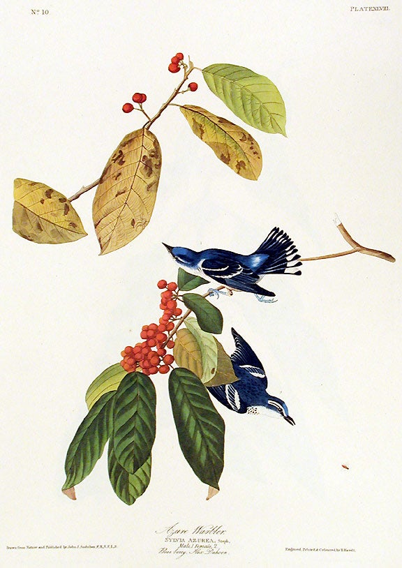 Item #7367 Azure Warbler. From "The Birds of America" (Amsterdam Edition). John James AUDUBON.