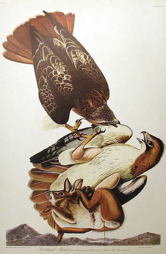 Item #7371 Red-tailed Hawk. From "The Birds of America" (Amsterdam Edition). John James AUDUBON.
