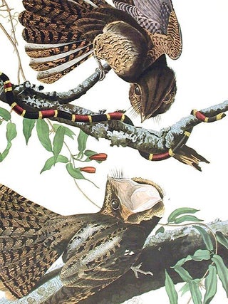 Chuck Will's Widow. From "The Birds of America" (Amsterdam Edition)