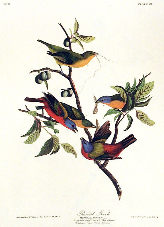 Item #7373 Painted Finch. From "The Birds of America" (Amsterdam Edition). John James AUDUBON.