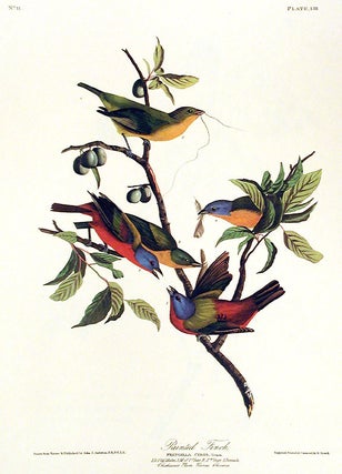 Item #7373 Painted Finch. From "The Birds of America" (Amsterdam Edition). John James AUDUBON