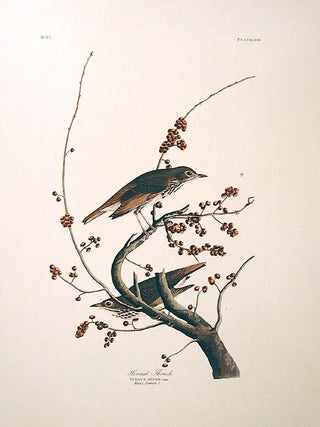 Item #7379 Hermit Thrush. From "The Birds of America" (Amsterdam Edition). John James...