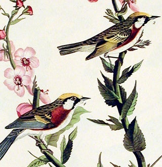 Chestnut-sided Warbler. From "The Birds of America" (Amsterdam Edition)