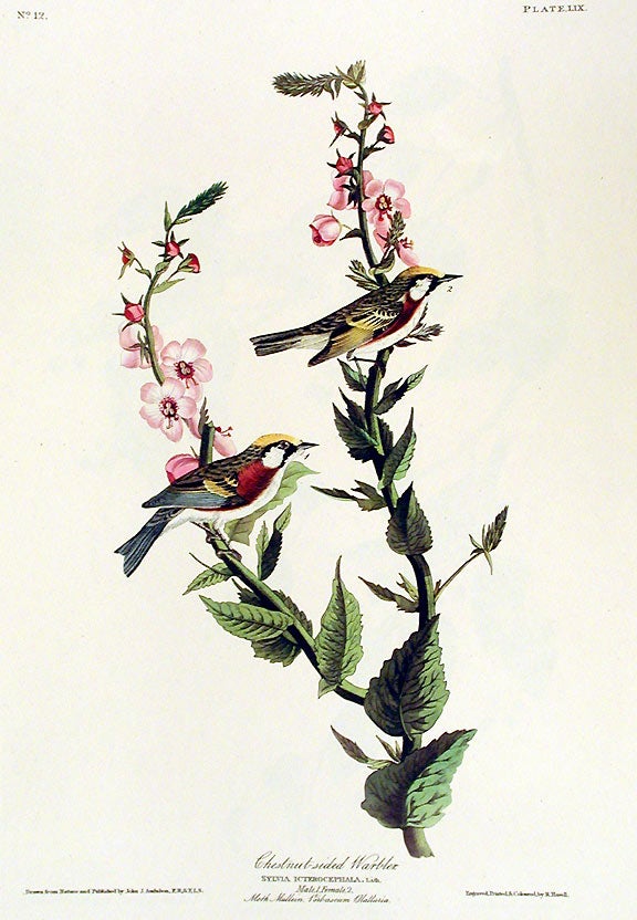 Item #7380 Chestnut-sided Warbler. From "The Birds of America" (Amsterdam Edition). John James AUDUBON.