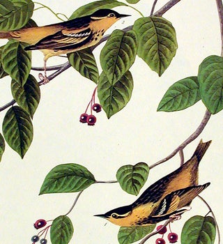 Carbonated Warbler. From "The Birds of America" (Amsterdam Edition)