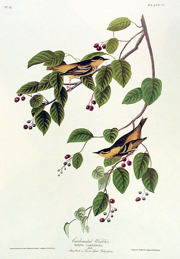Item #7381 Carbonated Warbler. From "The Birds of America" (Amsterdam Edition). John James AUDUBON.