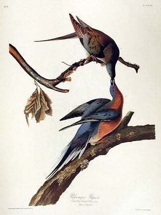 Item #7383 Passenger Pigeon. From "The Birds of America" (Amsterdam Edition). John...