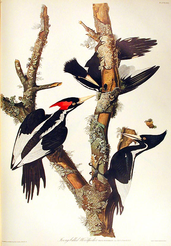 Item #7388 Ivory-billed Woodpecker. From "The Birds of America" (Amsterdam Edition). John James AUDUBON.