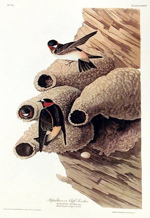 Item #7390 Republican or Cliff Swallow. From "The Birds of America" (Amsterdam Edition). John...