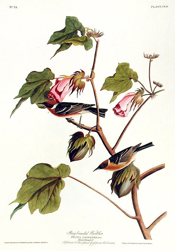 Item #7391 Bay-breasted Warbler. From "The Birds of America" (Amsterdam Edition). John James AUDUBON.