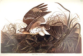 Item #7393 Winter Hawk. From "The Birds of America" (Amsterdam Edition). John James AUDUBON