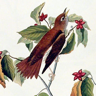 Wood-Thrush. From "The Birds of America" (Amsterdam Edition)