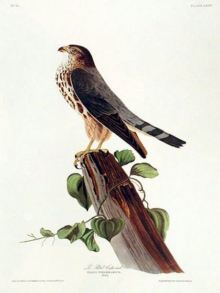 Item #7404 Le Petit Caporal. From "The Birds of America" (Amsterdam Edition). John...